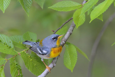 Northern Parula