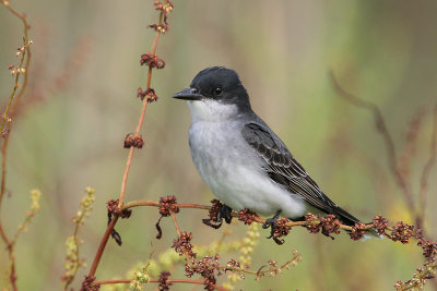 Eastern Kingbird