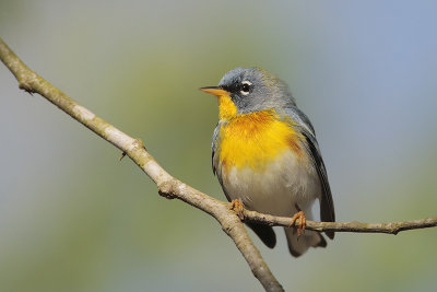 Northern Parula