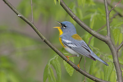 Northern Parula