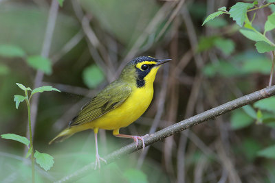 Kentucky Warbler