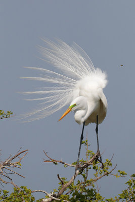 Great Egret