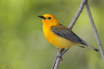 Prothonotary Warbler