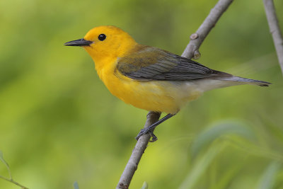 Prothonotary Warbler