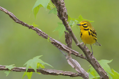 Prairie Warbler