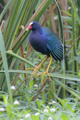 Purple Gallinule