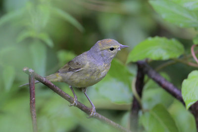 Orange-crowned Warbler