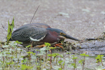 Green Heron