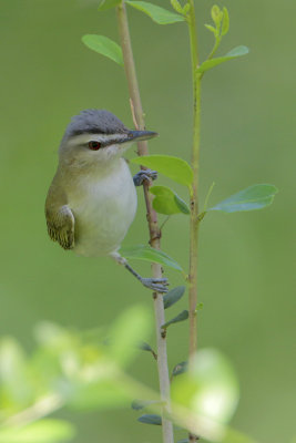 Red-eyed Vireo