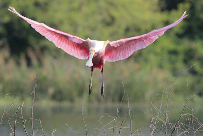 Roseate Spoonbill