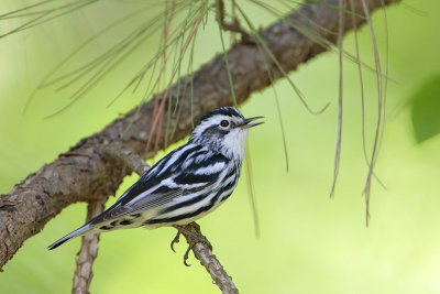 Black-and-white Warbler