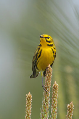 Prairie Warbler