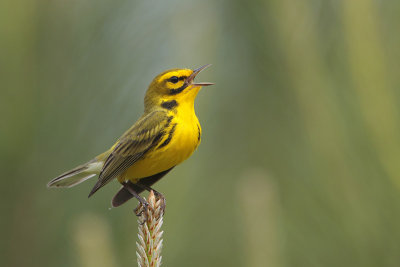 Prairie Warbler