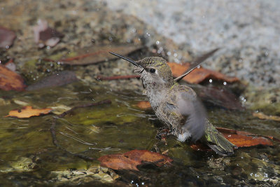 Anna's Hummingbird (bath)
