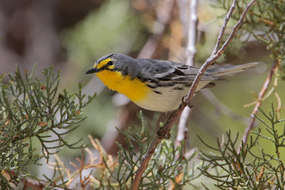 Grace's Warbler