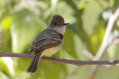 Dusky-capped Flycatcher