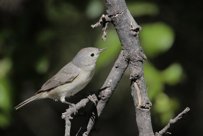 Lucy's Warbler