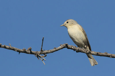 Lucy's Warbler