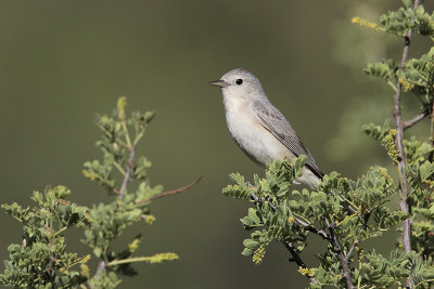 Lucy's Warbler