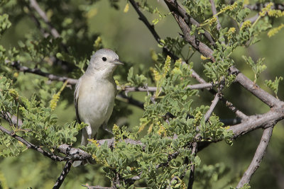 Lucy's Warbler