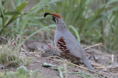 Gambel's Quail