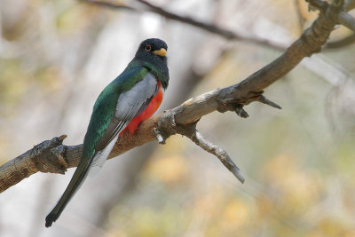 Elegant Trogon