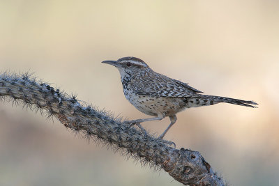 Cactus Wren