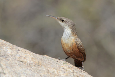 Canyon Wren