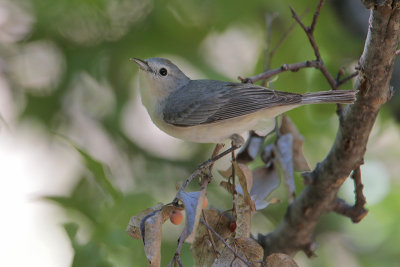 Lucy's Warbler