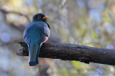 Elegant Trogon