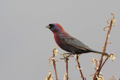 Varied Bunting