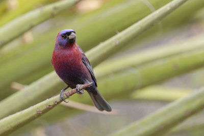 Varied Bunting