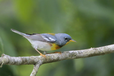 Northern Parula