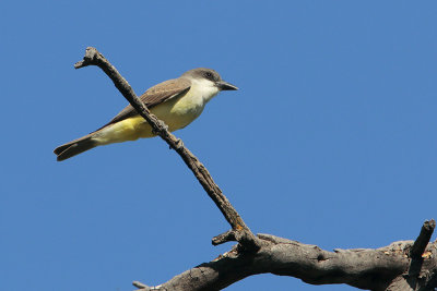 Thick-billed Kingbird