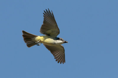 Thick-billed Kingbird