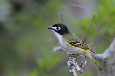 Black-capped Vireo