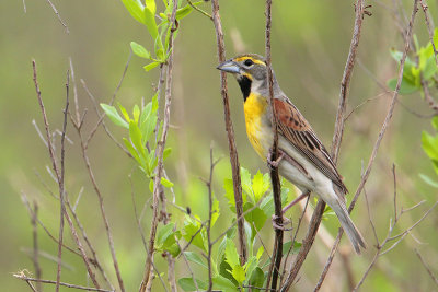 Dickcissel