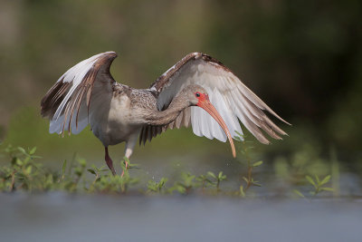 White Ibis