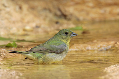 Painted Bunting