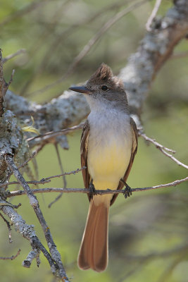 Ash-throated Flycatcher