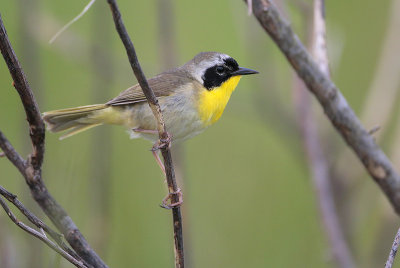 Common Yellowthroat