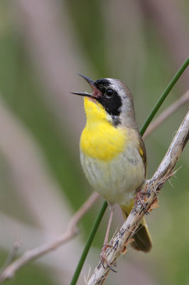 Common Yellowthroat