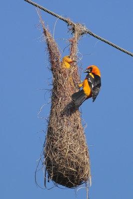 Altamira Oriole at nest