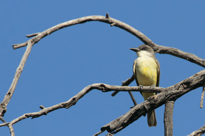 Thick-billed Kingbird