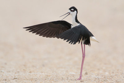 Black-necked Stilt