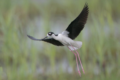 Black-necked Stilt