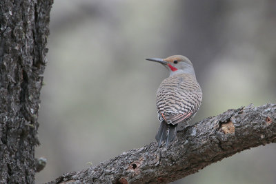 Northern Flicker