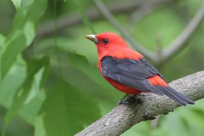 Scarlet Tanager