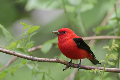 Scarlet Tanager