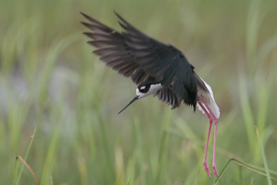 Black-necked Stilt